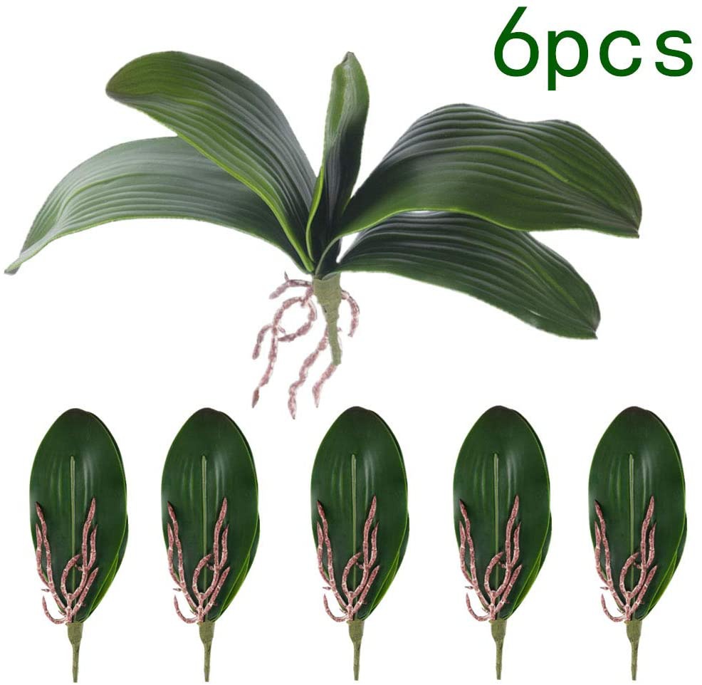 Phalaenopsis Orchids Leaves Ar - Orchid Phalaenopsis review and price