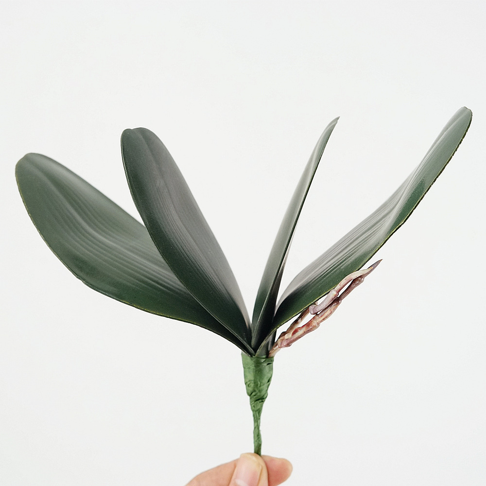 3pc Eva Simulation Phalaenopsi - Orchid Phalaenopsis review and price