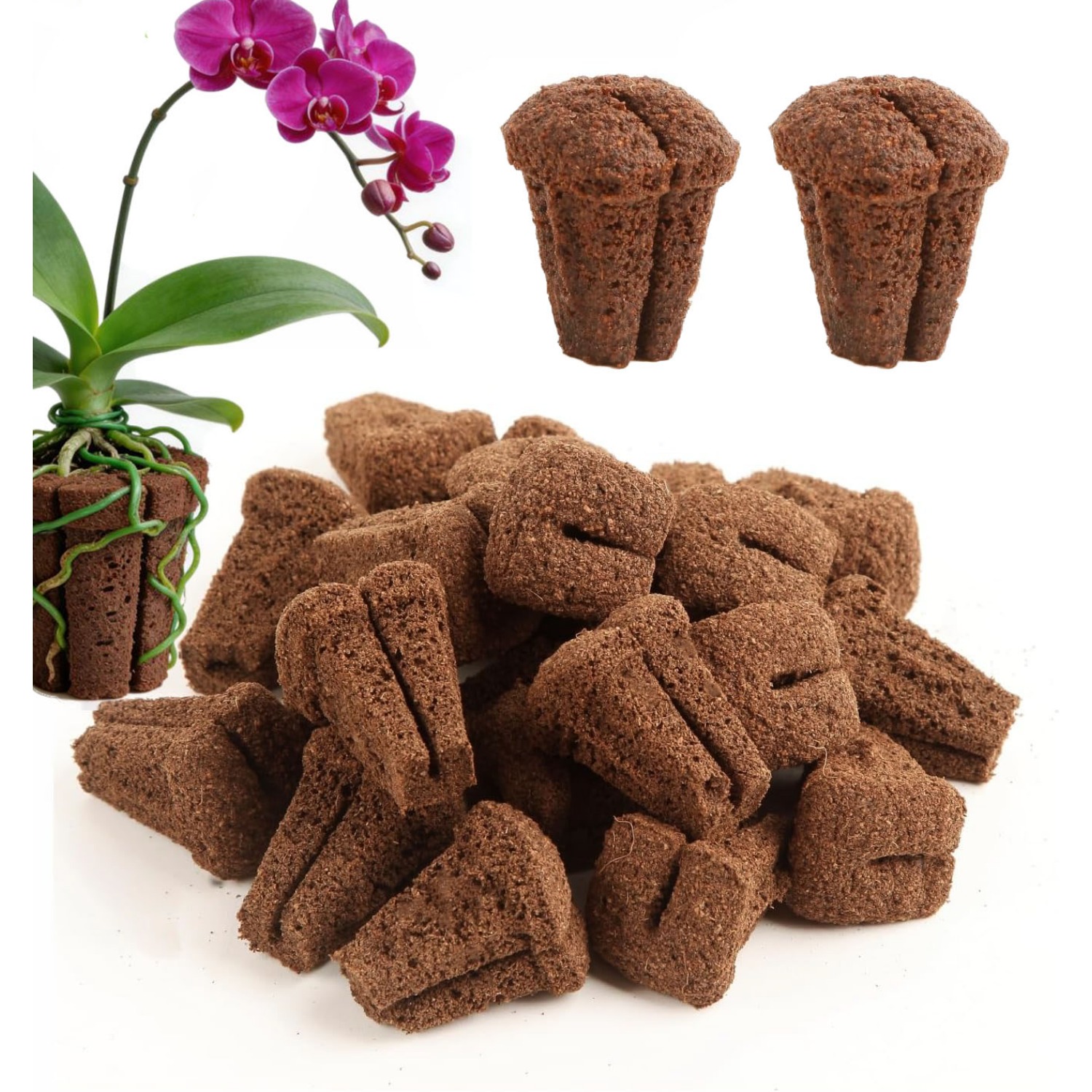 Hydroponic Rapid Grow Rooting  - Orchid Phalaenopsis review and price