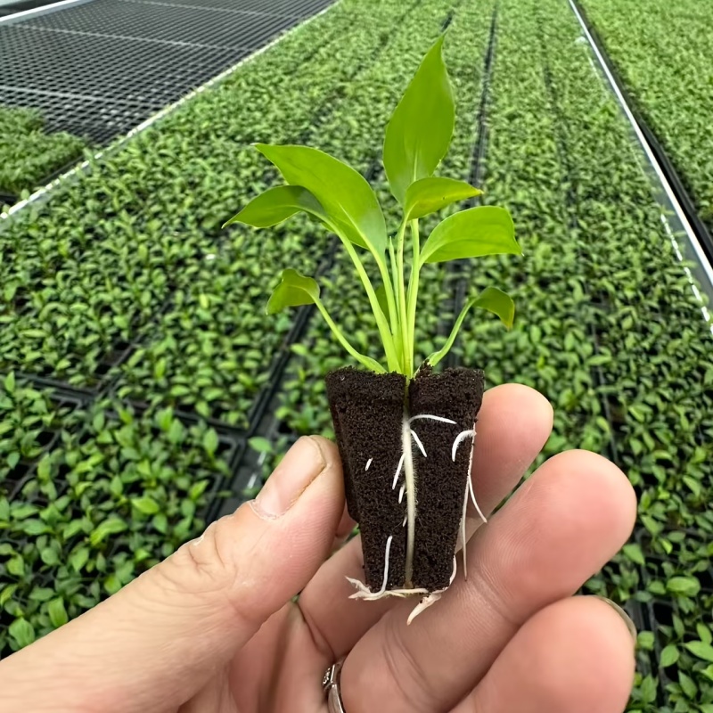 Hydroponic Rapid Grow Rooting  - Orchid Phalaenopsis review and price